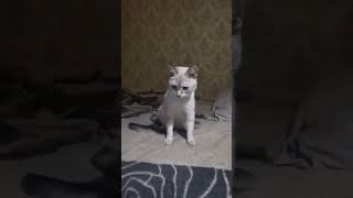 миленькая киса 🐈❤️❤️❤️❤️❤️❤️❤️❤️❤️❤️❤️