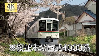 【4K】桜並木を走る西部4000系【秩父鉄道】【西部鉄道】