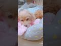 心臓病の犬、ちゃわちゃん。小さい体で家族を守ろうとしてくれてるんだね。〈僧帽弁閉鎖不全症〉