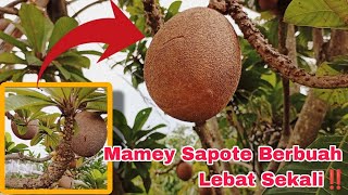 Sawo Raksasa Mamey Sapote, Buahnya Lebat Sekali‼️