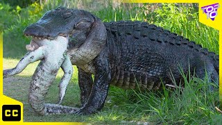 10 Worst Animal Parents In The World