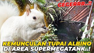 TERKEJUTT..!! SOSOK TUPAI ALBINO MUNCUL DI AREA SUPERMEGATANK..!!