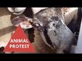 Protesters blockade trucks transporting sheep destined for Muslim ritual slaughter in 31C