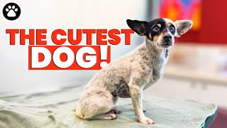 The Cutest Dog Needs Us Now !