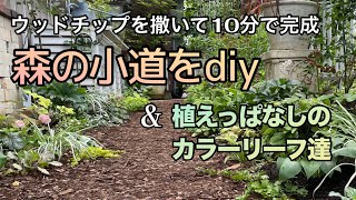 【10分で完成！ウッドチップの小道】【西日でも育つ植えっぱなしのカラーリーフ】　　　　　　　　　ガーデニングdiy