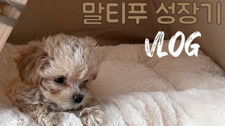 Vlog)말티푸/말티푸 성장기/아기댕댕이/귀여운레오군/강아지브이로그🐶