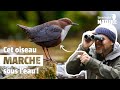 Ces oiseaux ont des pouvoirs extraordinaires ! (No 391)