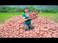 Harvesting Red Potatoes Goes To Countryside Market Sell - Animals Care | Phương Free Bushcraft