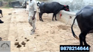 ਬਿਲਕੁਲ ਜਾਇਜ ਰੇਟ ਵਿੱਚ 7 ਜਾਨਵਰ ਵਿਕਾਊ ।। top Quality 7 animals for with low price