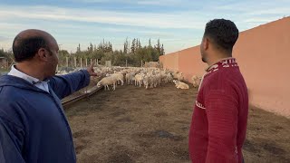 أغنام الصردي قصة خلود في مهب الريح بسبب الجفاف 🐑 مباشرة من مراكش