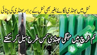 بھنڈی کی کاشت | Okra cultivation in Pakistan | #بھنڈی | bhindi ki kasht | Awan Tunnel Farming