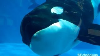 Corky, Shouka, Nakai, and Kalia in Shamu CloseUp (12/14/12)