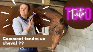 [TUTO] 🐴| Comment tondre un cheval ?