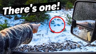 HOW TO FIND A BUCK TRACK FROM THE TRUCK