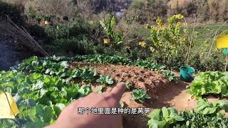 这就是山区农村人家的菜园子，这个季节菜园里都有哪些菜呢？