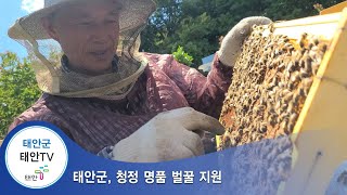 태안TV - 태안군, 청정 명품 벌꿀 지원