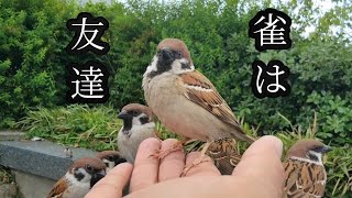 人間の側で暮らす雀は友達です【すずめ日記】