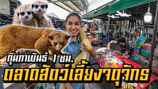 เดินตลาดสัตว์เลี้ยงจตุจักรวันอาทิตย์ เดือนกุมภาพันธ์ 1 ชั่วโมง