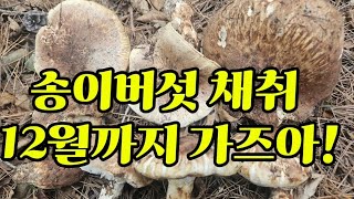 송이야 12월까지 기디리.11월15일 송이 채취