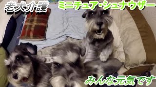 老犬介護（ミニチュア・シュナウザー）みんな元気です