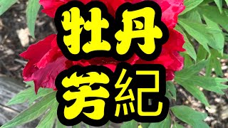 青石话牡丹芍药 牡丹品种：芳紀 Tree Peony: Hohki