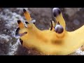 沖縄ダイビング　動画魚図鑑　ウデフリツノザヤウミウシ（ピカチュウウミウシ）