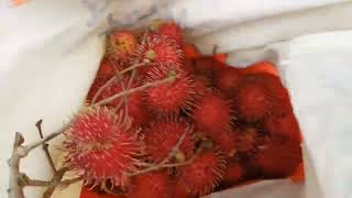 Rambutan Fruit Season