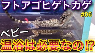 【フトアゴヒゲトカゲ】飼育 06 ベビーに温浴は必要なの⁉︎