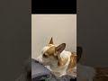 ここ掘れワンワン！！ corgi shorts