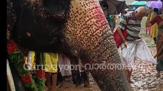 ചളിയിൽ പുത്തഞ്ഞ് പിടിയാന മോട്ടി.. കേരളത്തിലെ ഏറ്റവും പൊക്കം കുറഞ്ഞ പിടി