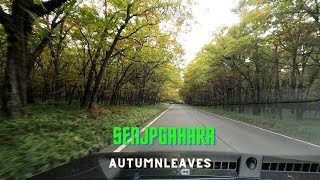 Senjogahara Drive .Autumn leaves.戦場ヶ原　紅葉　JapanTrip