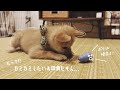 愛犬の噛み癖、どうしてますか？｜ポメ柴