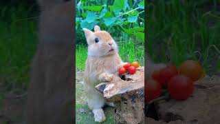 chu🤧#animals #bunny #rabbit #eating #beautiful #可愛い #可愛 #小動物 #吃播 #吃貨 #usagi #兔子 #cute