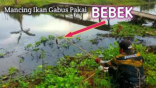 Mancing Ikan Gabus Pakai Umpan Anakan Bebek Tepat Di Sarangnya