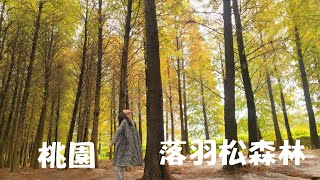 秋季旅遊／落羽松森林／桃園八德／親子景點