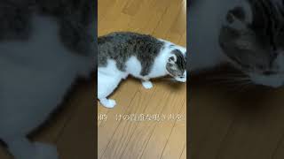 いつもご飯の時だけ鳴いてくれる#shorts  初鳴き声撮れた#ねこ #猫動画 #猫