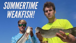 Summertime Weakfish! Long Island Fishing