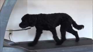 Astro (Labradoodle) Obedience Level I. Dog Trainining Video