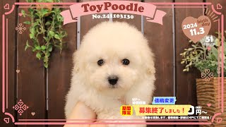 トイプードル子犬｜2024.11.3生（51日齢）③｜ホワイト｜女の子｜滋賀県