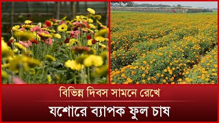 বিভিন্ন দিবস সামনে রেখে যশোরে ব্যাপক ফুল চাষ | News