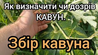 Як визначити чи дозрів КАВУНА.