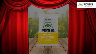 Pioneer mustard 45s42.  45s44. 45s46. best quality