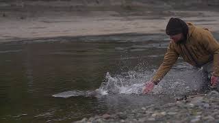 Sea Run Brown Trout on the Rio Irigoyen, Tierra del Fuego, Patagonia