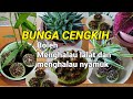 PETUA bunga cengkih boleh menghalau lalat dan menghalau nyamuk.bagaimana caranya?