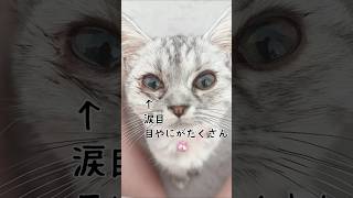 🥲シェリーちゃん 猫風邪　#子猫  #猫風邪 #ねこのいる生活