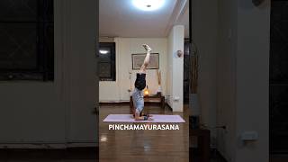 2024.09.26 #pinchamayurasana