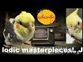 live how to train your cockatiel to sing and mimic sounds