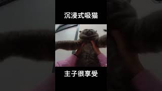 又是被迫营业的一天 #shorts #cutecat