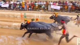 Uppinangadi Kambala Final Race | Kambala | VMGNP| #kambala