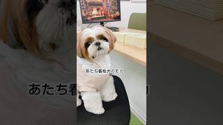 【シーズー】今日は看板犬のお仕事をしたよ🐶💼